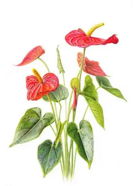 Антуриум Андрэ Ботанический рисунок