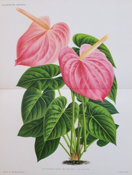 Антуриум Ботаническая иллюстрация