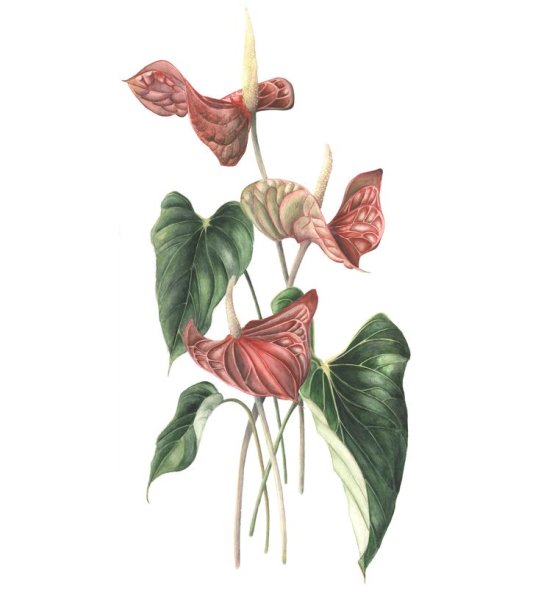 Антуриум Андре стилизация