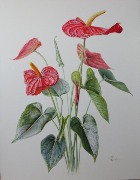 Антуриум строение растения