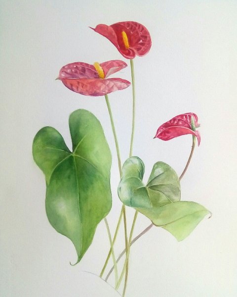 Антуриум раскраска