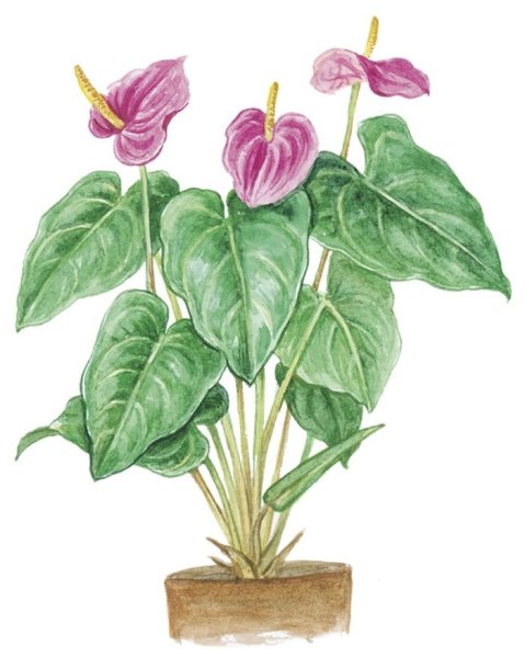 Антуриум Андре стилизация