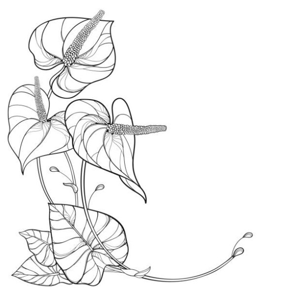 Антуриум Фламинго ред