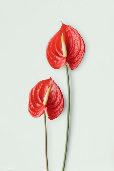 Антуриум Андре ботаника