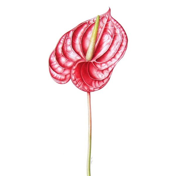 Антуриум Xavia