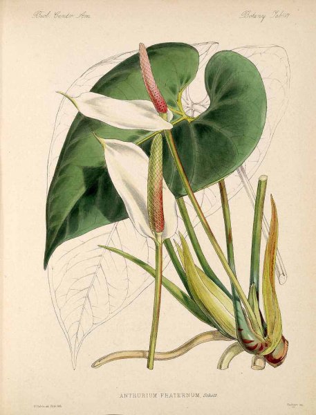 Антуриум Андре рисунок