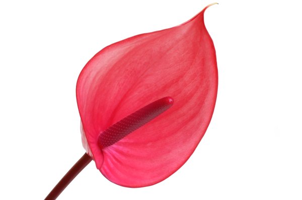 Антуриум цветок Ботаническая иллюстрация