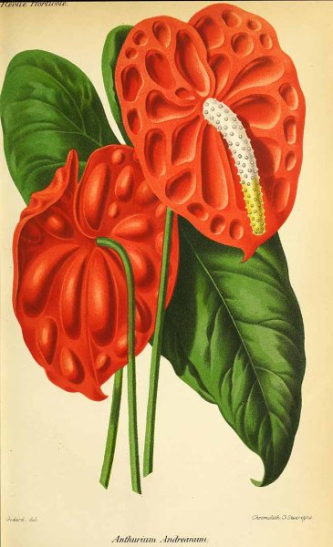 Антуриум Андре рисунок