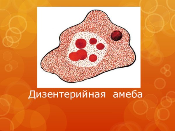 Дизентерийная амеба