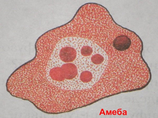 Дизентерийная амеба паразит