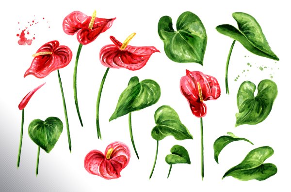 Современная живопись Антуриум