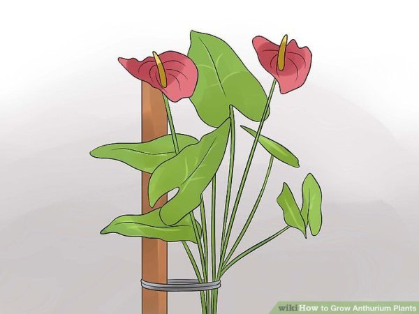 Антуриум живопись