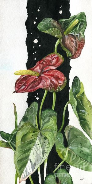 Антуриум карандашом