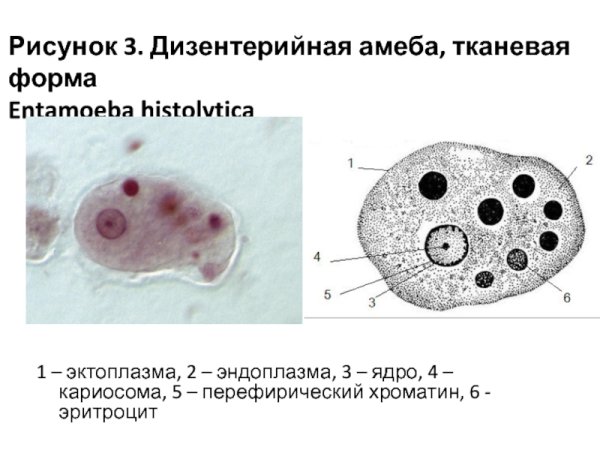 Дизентерийная амеба препарат