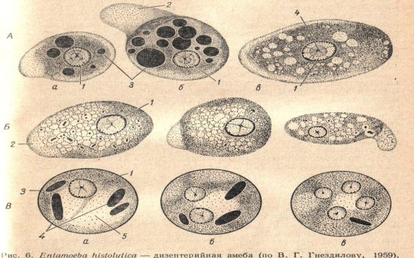 Простейшие амеба дизентерийная строение