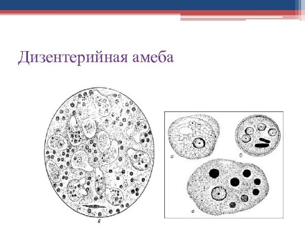 Простейшие амеба дизентерийная строение