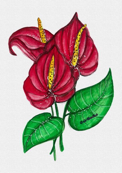 Антуриум рисунок карандашом