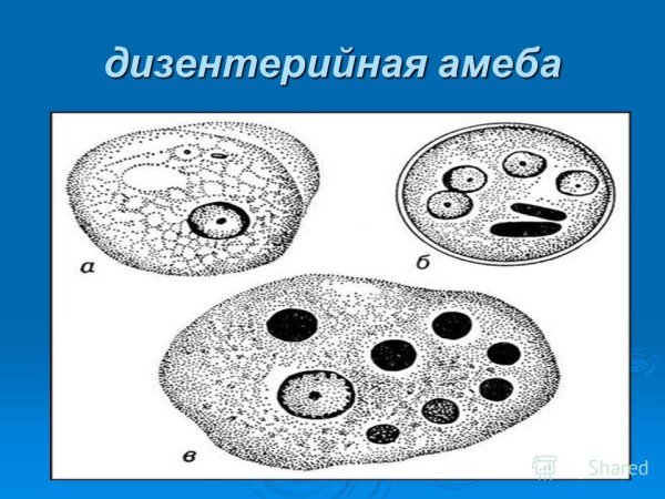 Строение цисты дизентерийной амебы