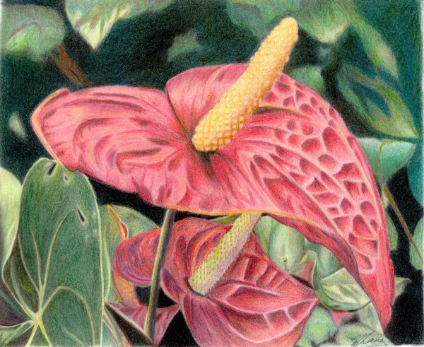 Цветок Антуриум красный