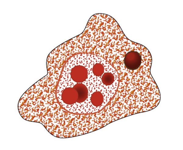 Дизентерийная амеба амебиаз