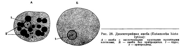 Дизентерийная амеба строение