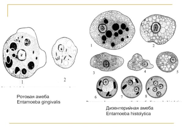 Ротовая амеба Entamoeba gingivalis