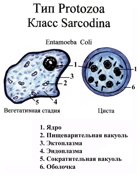 Вегетативная форма дизентерийной амебы