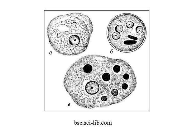 Дизентерийная амеба строение рисунок
