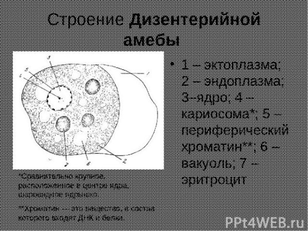 Дизентерийная амеба строение