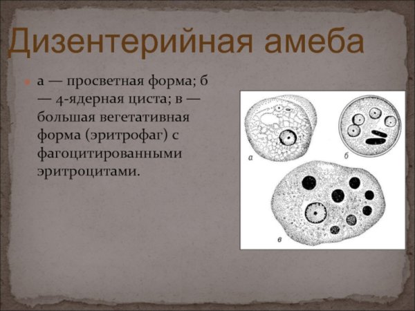 4-Х ядерная циста дизентерийной амебы