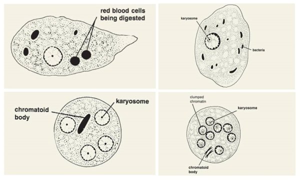 Цисты Entamoeba coli