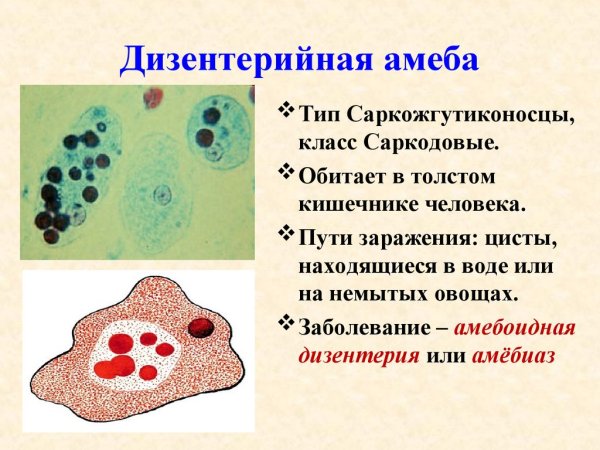 Простейшие амеба дизентерийная строение
