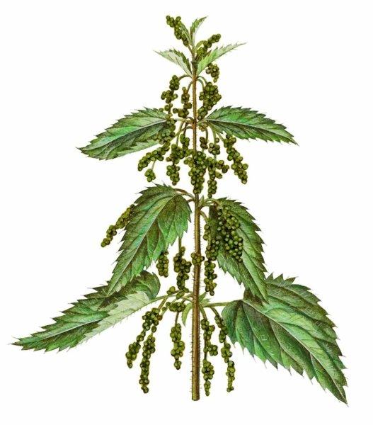 Крапива двудомная ботаника