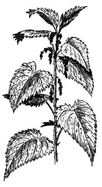 Крапива двудомная (Urtica dioica)