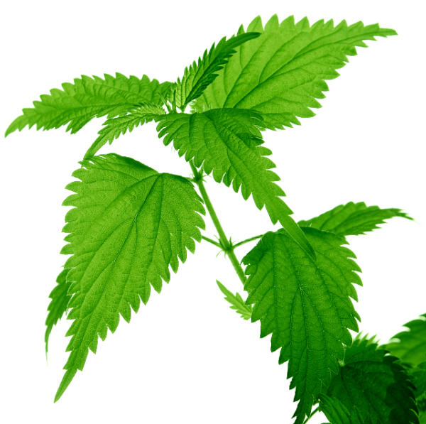 Крапива двудомная раскраска