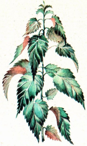 Крапива мультяшная