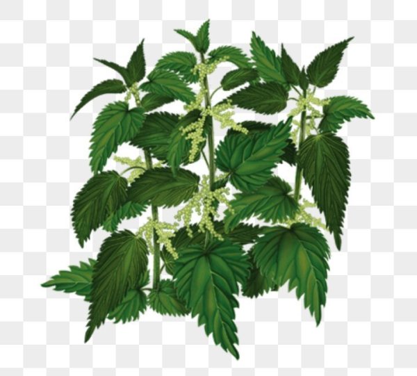 Крапива на белом фоне