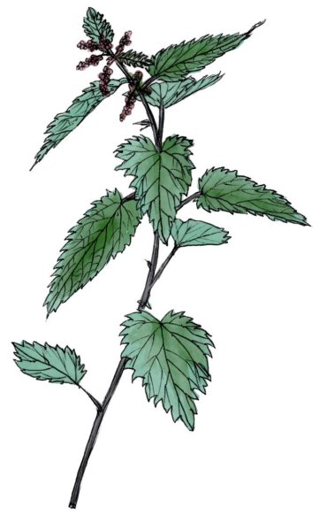 Крапива двудомная (Urtica dioica l.)