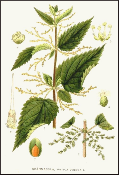 Крапива арт