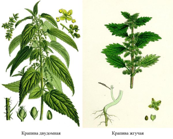 Крапива двудомная раскраска