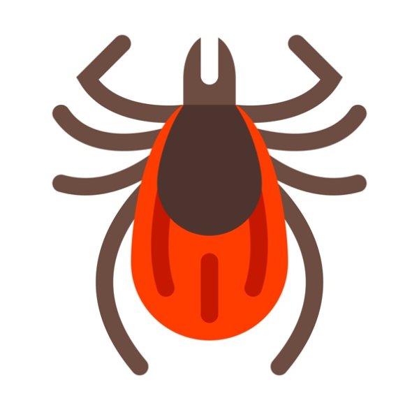 Клещ без фона