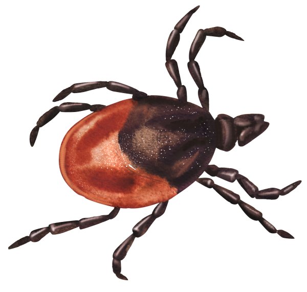 Таежный КЛЕЩКЛЕЩ