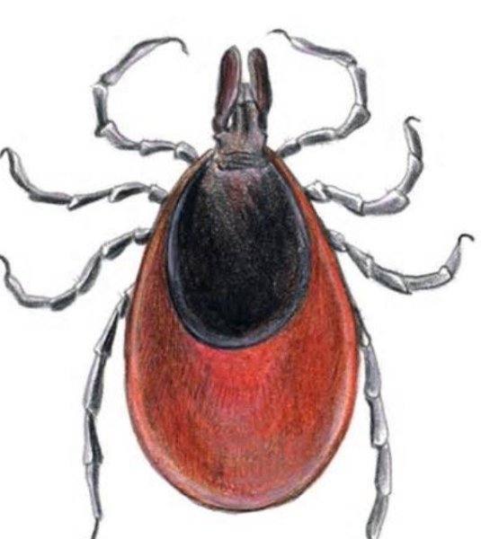 Нарисовать клеща