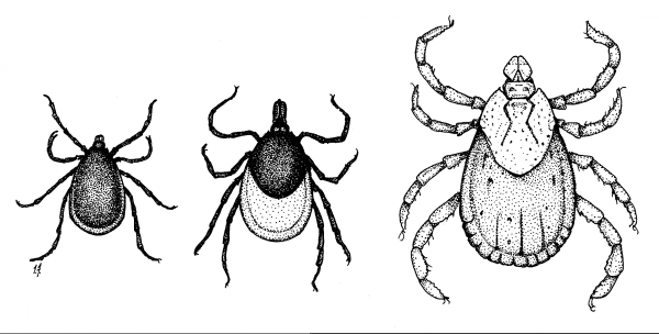 Пастбищные клещи рода Dermacentor