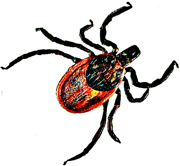 Клещ без фона