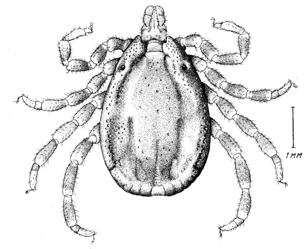 Dermacentor reticulatus Луговой клещ