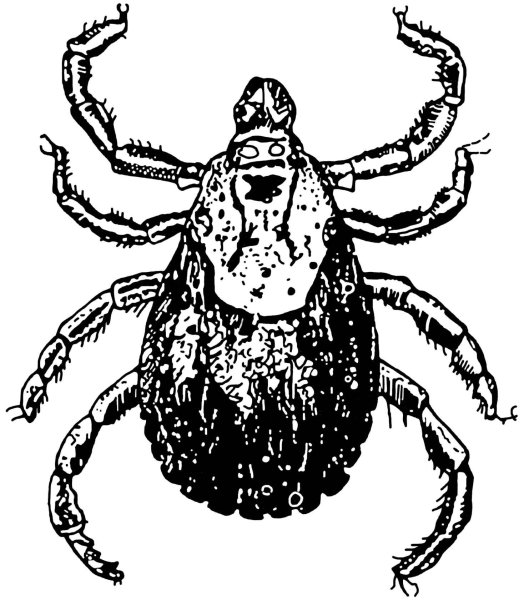 Собачий клещ строение тела