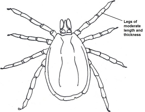Клещ раскраска для детей