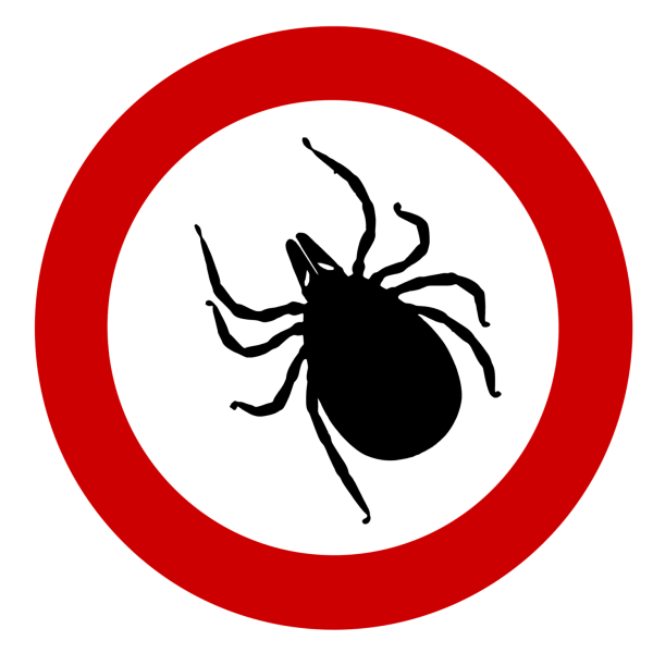 Клещ без фона