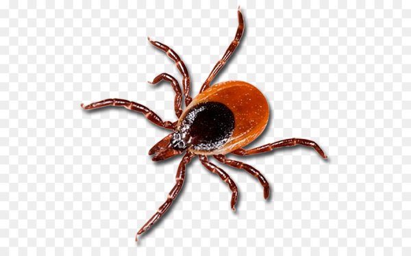 Клещи на белом фоне